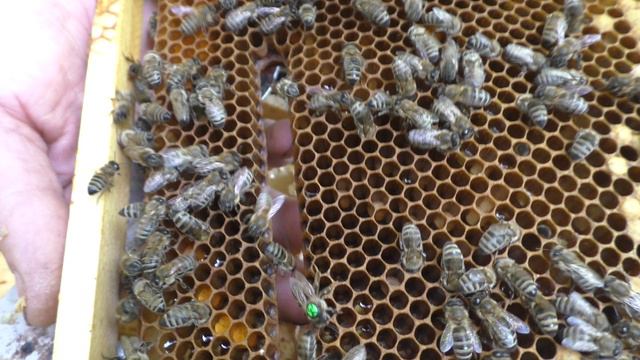 ПЛЕМЕННАЯ МАТКА КАРНИКА линии ТРОЙЗЕК