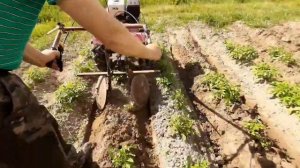 Окучивание картофеля мотоблоком дисковым окучником