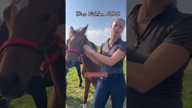 Hättest Du gewusst was das Fohlen ABC ist? 🐴 #reitsport #equestrian #horse #horseriding #pferde смотреть онлайн