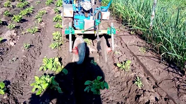 Окучиваем и обработка Лазуритом что не так извините смотреть онлайн