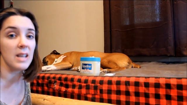 How to Take a Dog's Temperature with a Thermometer (Simple Method) смотреть онлайн