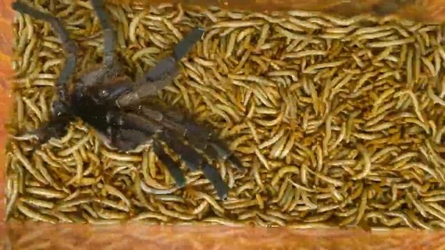 My Pet TARANTULA SPIDER Molted For The First Time! Insect Stories смотреть онлайн