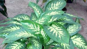 Диффенбахия в доме. Приметы и суеверия. Польза и ядовитость диффенбахии.