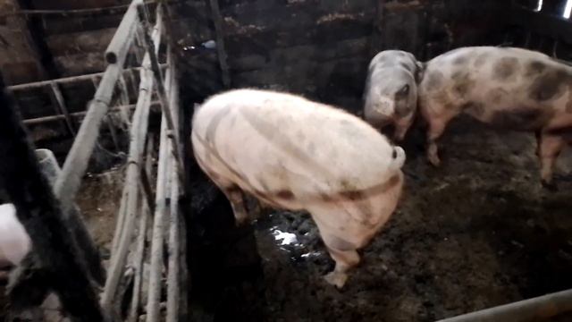 Вайфай усилитель для участка. Как дела в сарае, поросята растут. смотреть онлайн