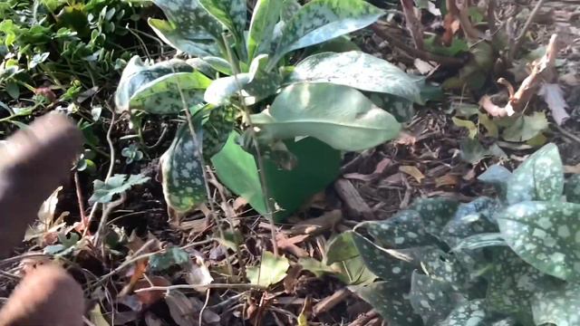 Re-blooming daylily - Royal Braid 🌸🌸🌸 and Pulmonaria - Dark Vader 🌿🌿🌿 смотреть онлайн