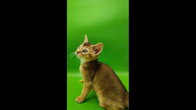 Мальчик дикого окраса