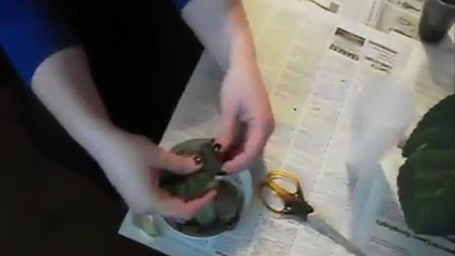 Размножение глоксинии avi смотреть онлайн