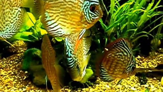 Дискус леопардовый/Discus leopard смотреть онлайн