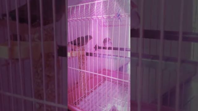 Танец птиц смотреть онлайн