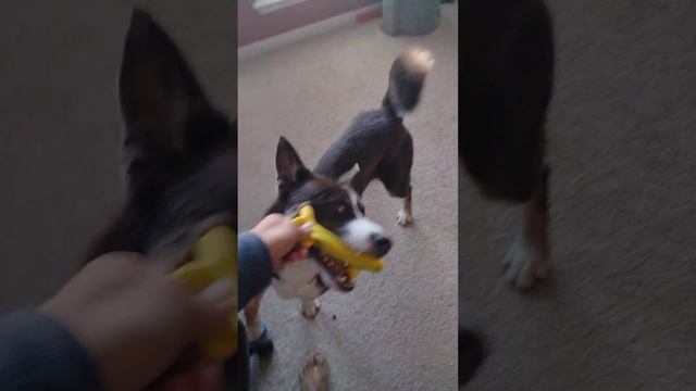 What I'm Grateful For - Mogu Sundays ft. Banana Dog смотреть онлайн
