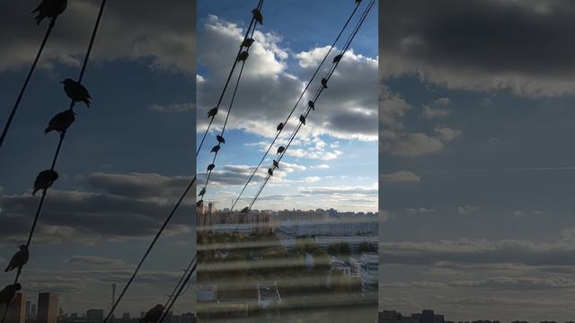 птички-невилички сидят на проводах и чирикают) смотреть онлайн