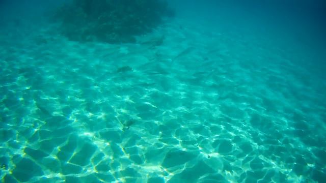 Красное море Кефаль смотреть онлайн
