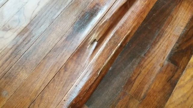 Караул #термиты едят дом!!! смотреть онлайн