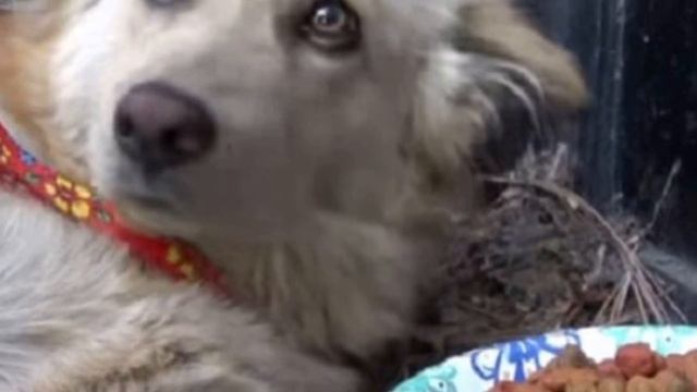 Кто-то ударил собаку и спокойно ушёл. А пёс в оцепенении остался лежать, ожидая помощи смотреть онлайн