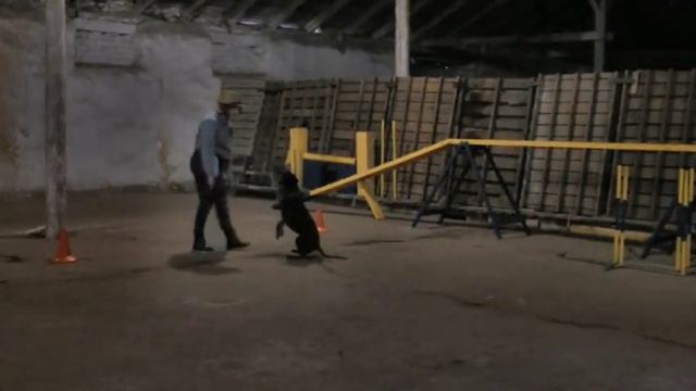 СЕВОСТЬЯНОВА Екатерина с питбулем ЛОРОЙ смотреть онлайн