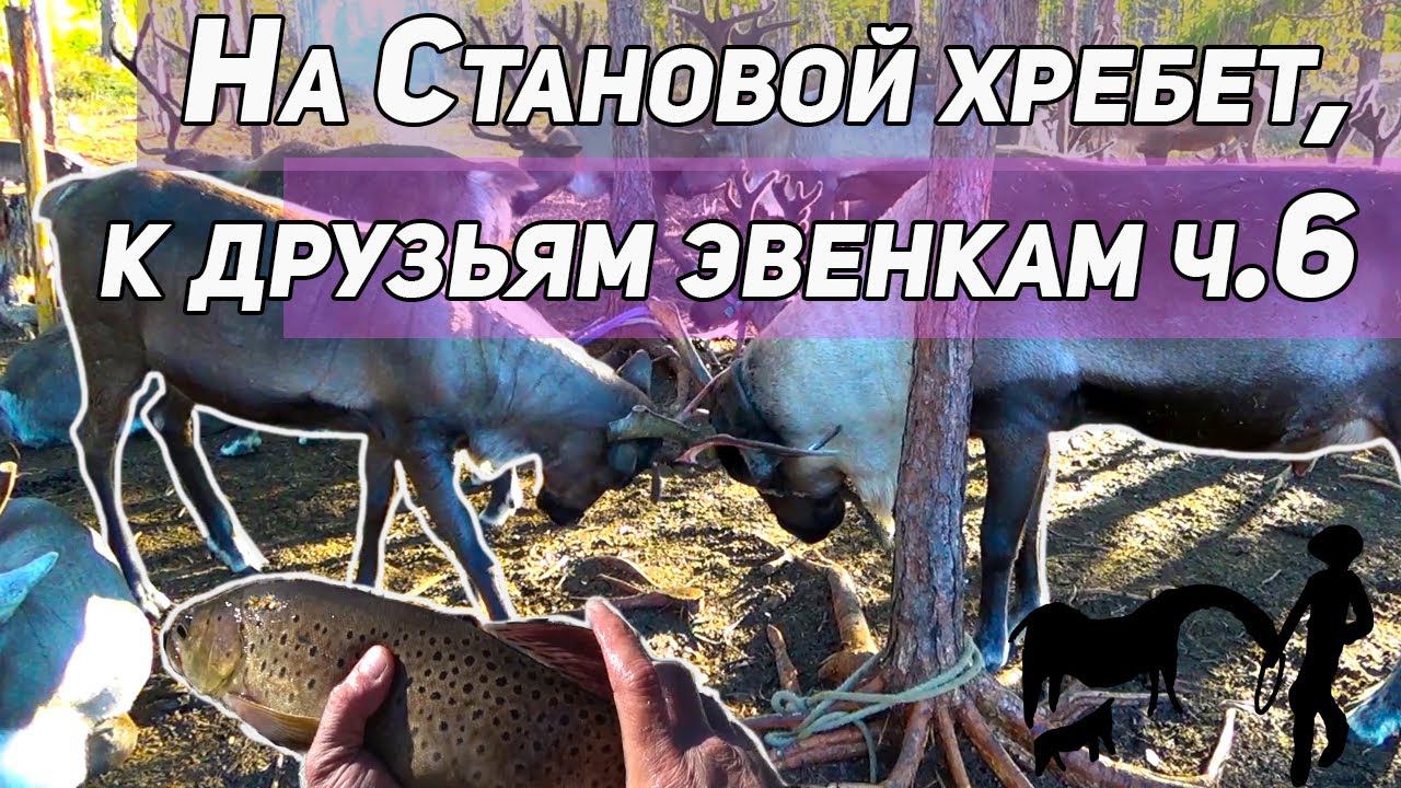 КАК ЖИВУТ ОНИ В ТАЙГЕ? ЭВЕНКИ, ЧАСТЬ 6, ИНАЯ ЖИЗНЬ. ОЛЕНИ И ИХ БЕДЫ. РЫБАЛКА В ГЛУШИ. смотреть онлайн