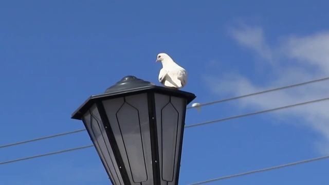 Всероссийская акция Голубь мира смотреть онлайн