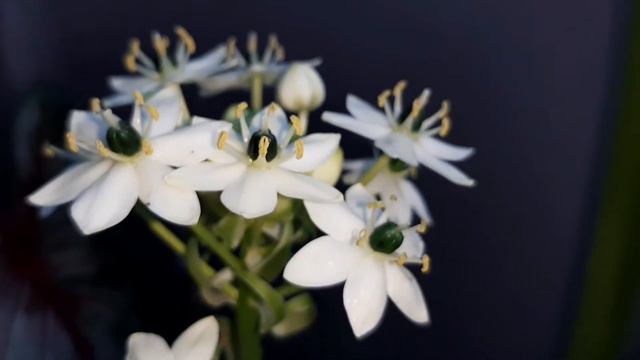 ORNITHOGALUM SAUNDERSIAE (Estrela De Belém) #flower #flowers