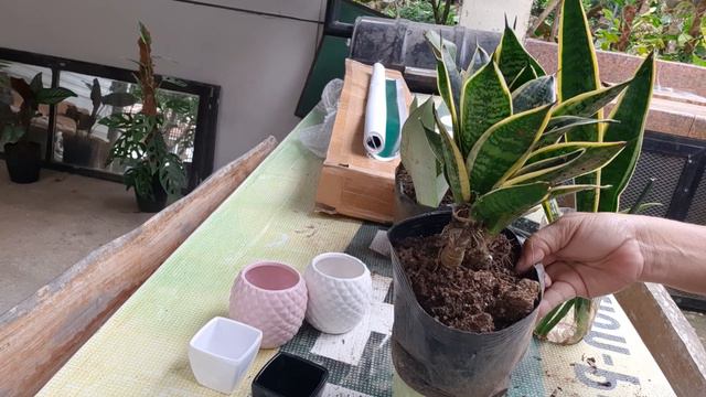 Propagation of SNAKE PLANT ( SANSEVIERIA PLANT)🍀 смотреть онлайн