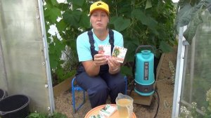 Зеленый огуречник: без болезней и желтых листьев. Как собирать здоровый урожай огурцов до осени