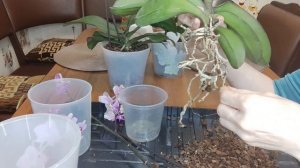 Сухие вялые корни у Орхидеи. Реанимация сухой корневой системы.Как избавиться от трипсов на орхидеи