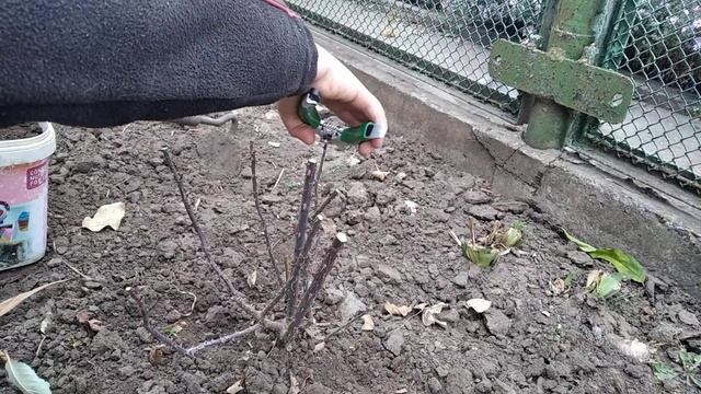 Как Обрезать Розы на зиму.Подготовка,обработка и укрытие кустов в зиму!? смотреть онлайн