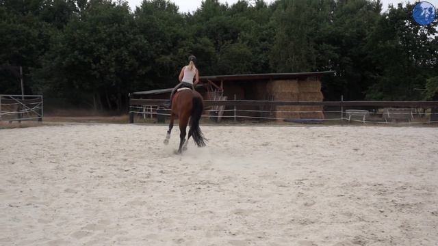 Meine TIPPS für einen kräftigen GALOPP | Momo's Turnier FMAs смотреть онлайн