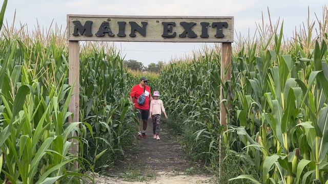 A maze corn in summer | Кукурузный лабиринт, подсолнечное поле, фермерский зоопарк. Лето в Виннипег смотреть онлайн