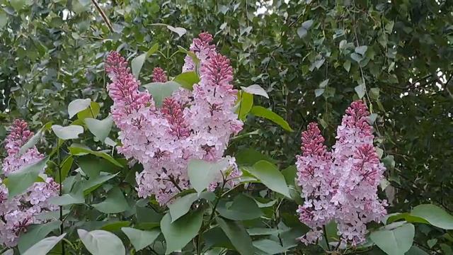 одинокая ветка сирени смотреть онлайн