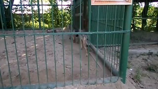 Волки в зоопарке.Wolves in the zoo. смотреть онлайн