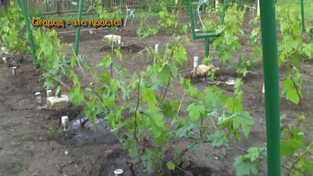 Подкормка винограда смотреть онлайн