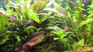 Фильтрация аквариума. Выпуск 3.  Биологическая фильтрация. Часть 1