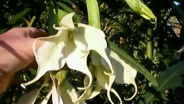 Brugmansia Culebra