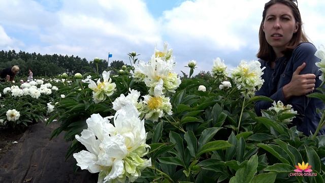 Пионы в саду - Cora Stubbs, Green Halo, Avis Varner / Сад Ворошиловой смотреть онлайн
