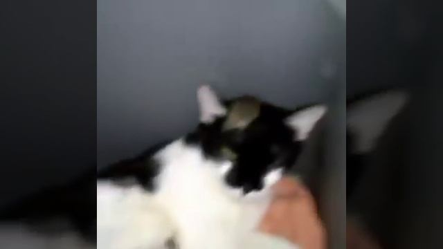 Кошки vs. Мышки . смотреть онлайн