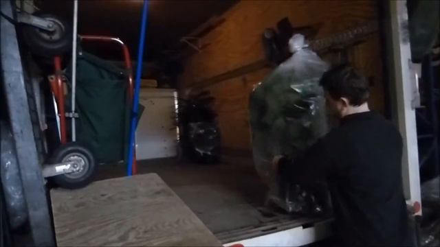 Chinese Evergreen Jubilee For Interior Landscaping смотреть онлайн