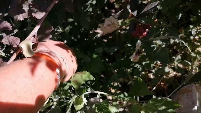 Красивая неделя в саду + много фото в конце ! 🍅🌸Летнее цветение🌹🥀 смотреть онлайн