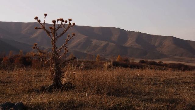 Тополя смотреть онлайн