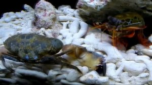 Версус! Рак-Богомол уничтожает крабов! Рак богомол против осьминога