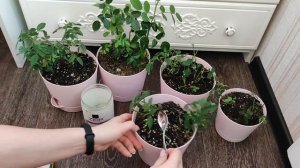 4 ЛУЧШИХ УДОБРЕНИЯ ДЛЯ КОМНАТНЫХ РОЗ для активного роста, цветения, Схема полива, Весенняя обрезка