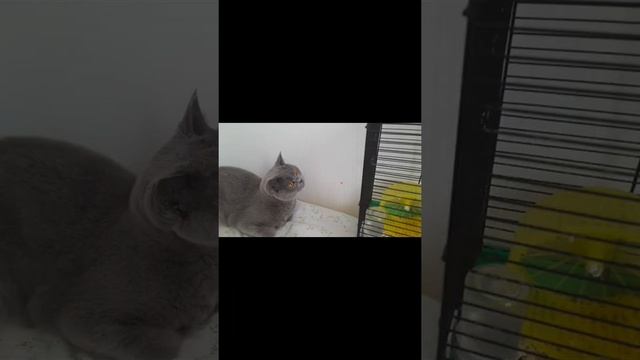 суть тренда показать самые красивые фото питомца(кто хочет берите звук) смотреть онлайн