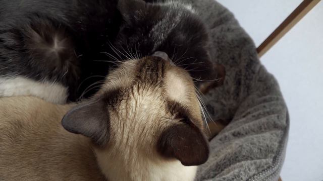 猫の「ふみふみ」のところに進入するとこうなります。 смотреть онлайн