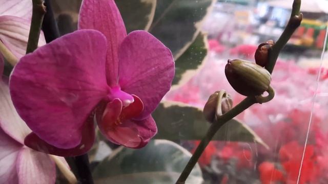 ОРХИДЕИ В ОБИ смотреть онлайн