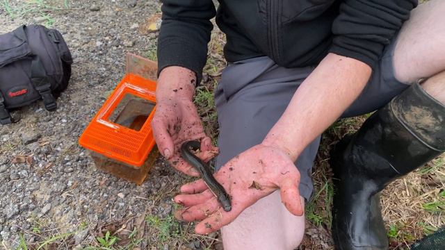 Finding the Reticulated Siren and other insane salamanders! смотреть онлайн