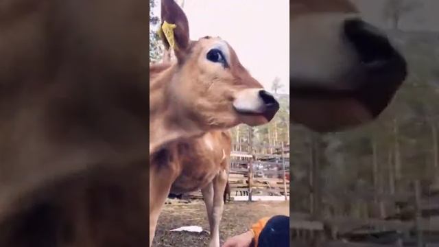 Добрейшая джерсийская корова Симона