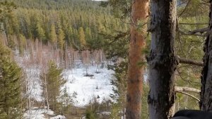 Добыть медведя в Бурятии весной. Май 2023. Охота за крупным медведем.