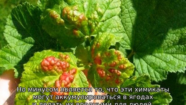Весенняя обработка смородины и крыжовника от вредителей смотреть онлайн
