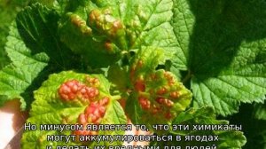 Весенняя обработка смородины и крыжовника от вредителей