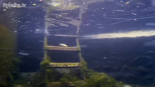 Воблер Jackall Mag Squad. Подводная съемка. Underwater смотреть онлайн