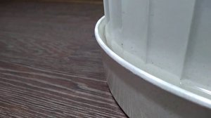 Как избавиться от червей и мух в цветочных горшках дома. Новогодние  проблемы.